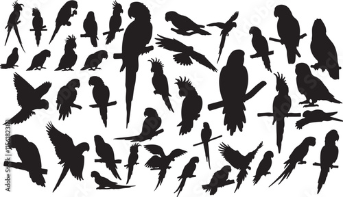 Parrot Silhouettes photo