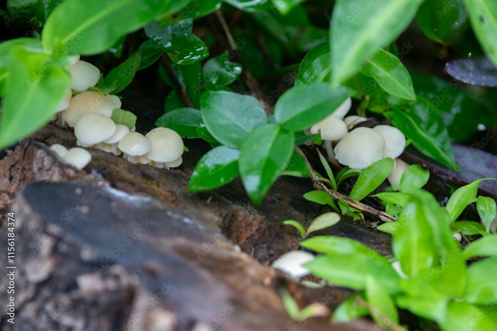 Wild mushroom growing in the Brazilian rainforest Wild mushroom growing in the Brazilian rainforest