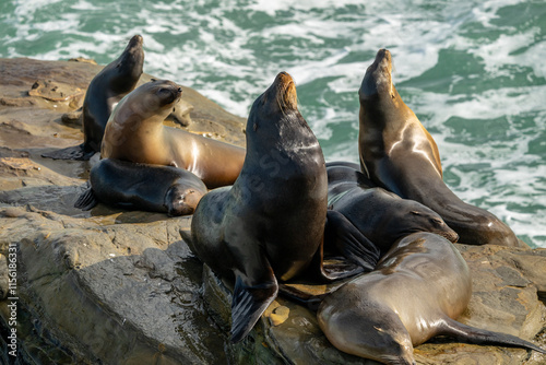 Sea Lions Warm In The Sun Along The California Coast photo