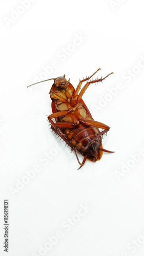 Close-up image of a cockroach lying on its back on a clean white background.