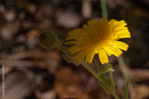 Yellow flowers seen from above with blurred and black background