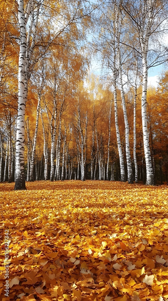 A serene autumn landscape showcasing a grove of white birch trees with vibrant yellow leaves carpeting the ground, creating a warm and inviting atmosphere. A serene autumn landscape showcasing a grove of white birch trees with vibrant yellow leaves carpeting the ground, creating a warm and inviting atmosphere.