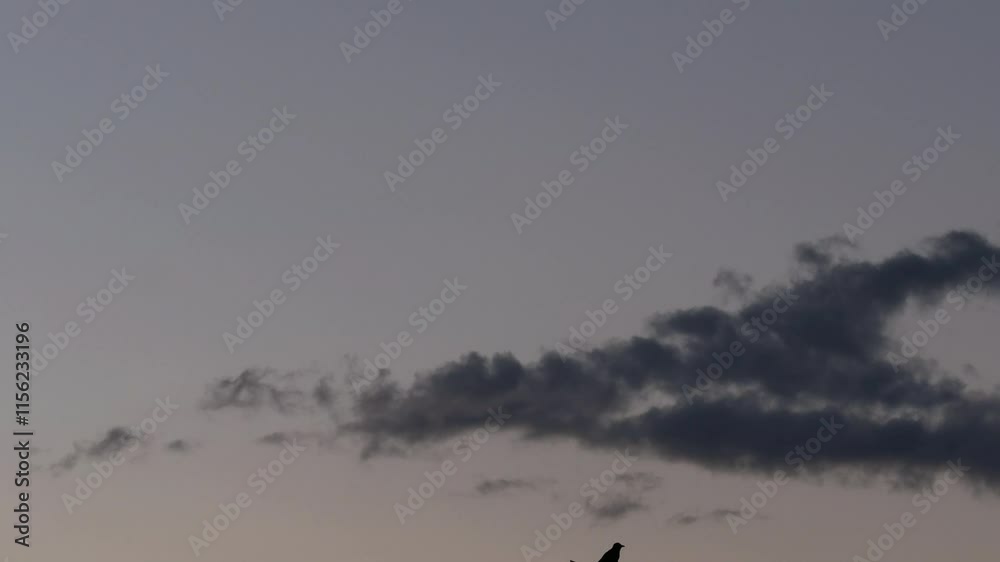 Tokyo,Japan - December 26, 2024:
A crow Under moving clouds at winter dawn
Tokyo,Japan - December 26, 2024:
A crow Under moving clouds at winter dawn