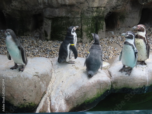 penguins on the rocks photo