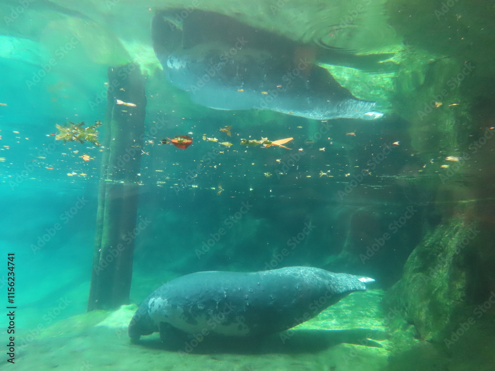 Fototapeta premium fish in aquarium