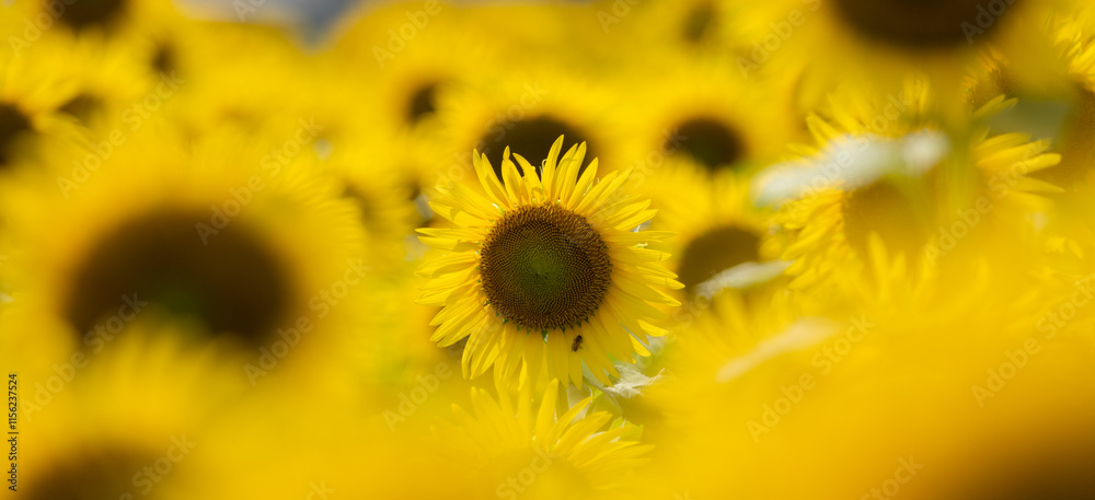 Fototapeta premium 満開のひまわり畑