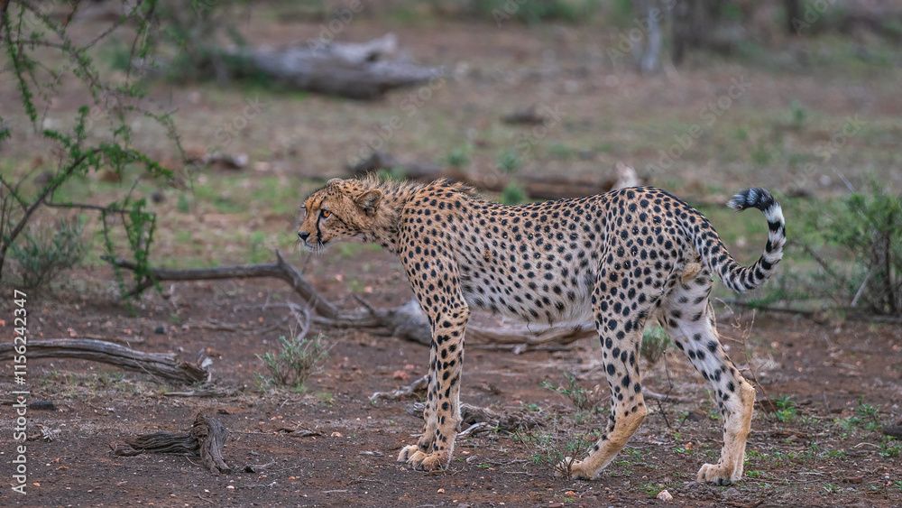 Obraz premium cheetah on the ground