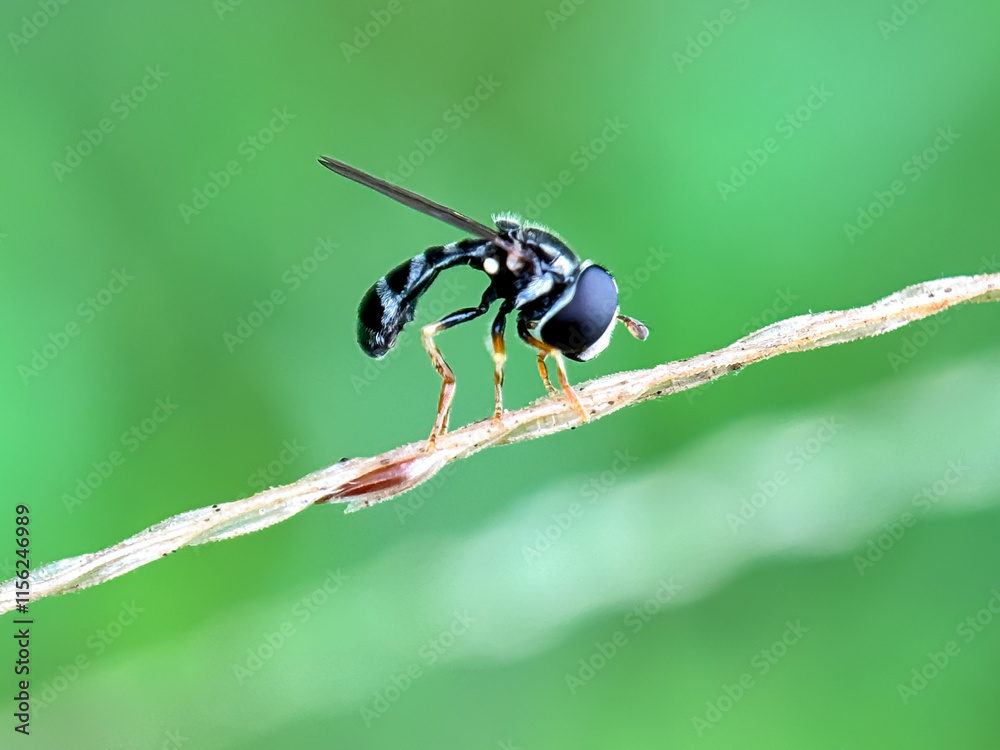 Close up of Paragus flies genus from hover flies Close up of Paragus flies genus from hover flies