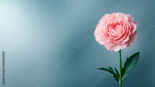 Wallpaper Mural Minimal floral concept. A delicate pink carnation stands against a soft blue background, symbolizing beauty and grace. Torontodigital.ca