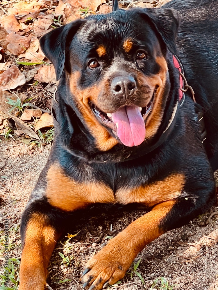 Fototapeta premium portrait of a dog