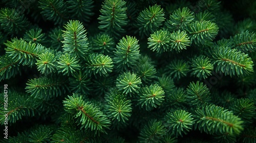 Evergreen Needle-Dotted Fir Tree Branches Create a Moody Christmas Backdrop