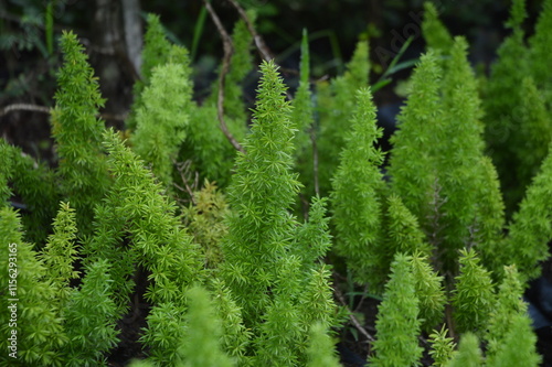 Asparagus densiflorus, the foxtail fern, asparagus fern, or foxtail fern, is an evergreen perennial plant, closely related to the vegetable asparagus. It is endemic to southern Africa, from Mozambique photo