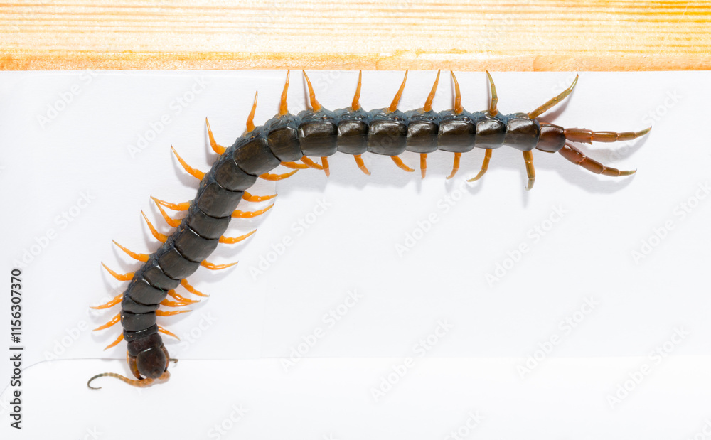 Fototapeta premium Scolopendra cingulata, also known as Megarian (Mediterranean) banded centipede.