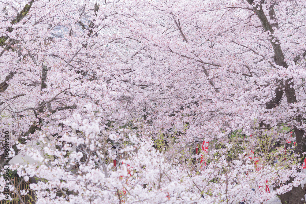 fully blooming japanese cherry blossom sakura in hokkekyo temple in chiba prefecture fully blooming japanese cherry blossom sakura in hokkekyo temple in chiba prefecture