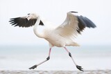 Flamingos taking flight from a tranquil pond in Saintes Maries de la Mer, Camargue, France during a serene moment