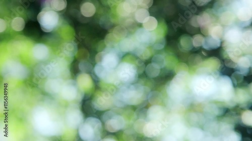 さわやかな朝の太陽の眩しい光でキラキラ輝く木々の葉のきらめき　自然の緑の丸ボケとやわらかい日光の背景　アウトドア・季節・はじまり・洗濯・天気晴れの風景