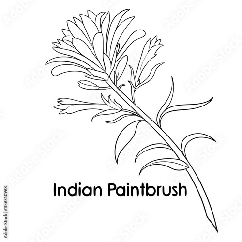 Indian Paintbrush Head
