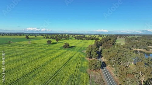 Canola farm beside country road near Corowa photo