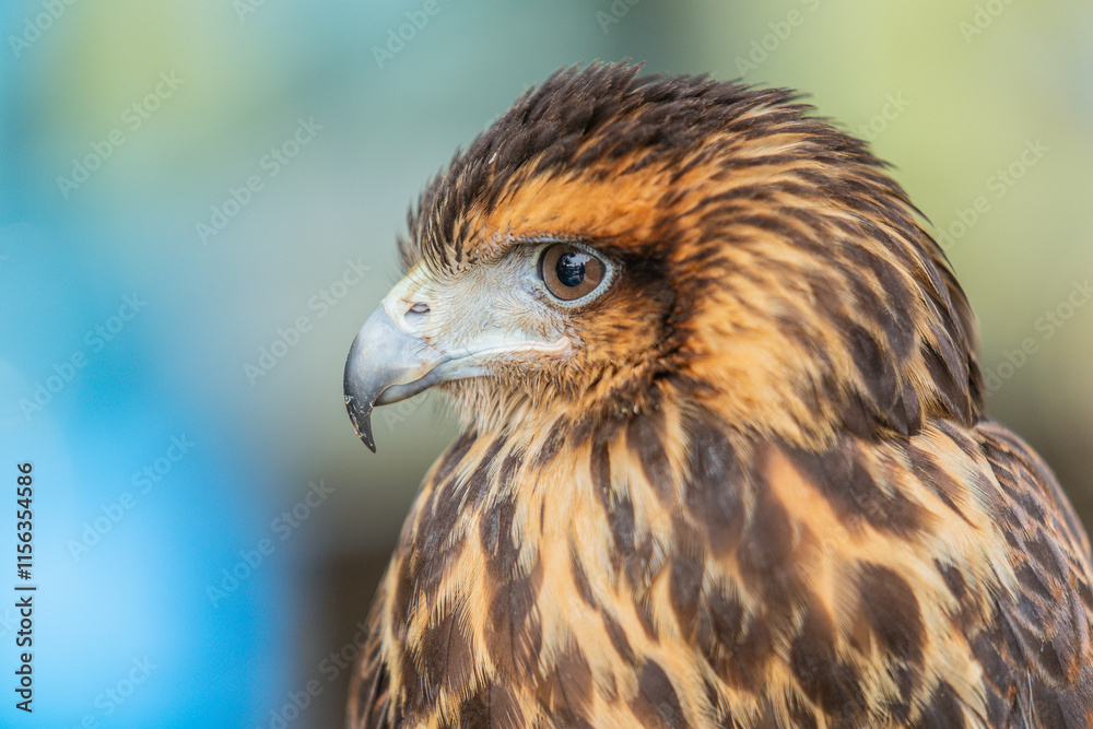 Fototapeta premium Close-up of the head of a Harris eagle