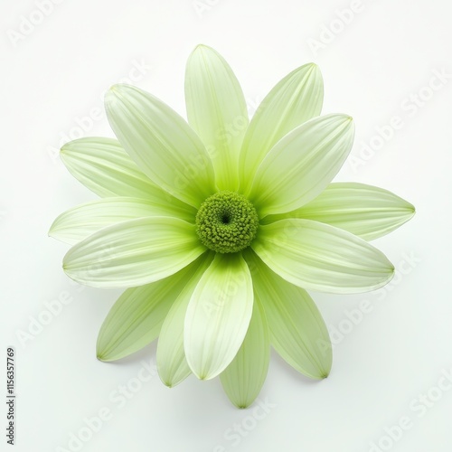 Vivid Green Flowers - Elegant Floral Decoration Product Shoot on White Background photo