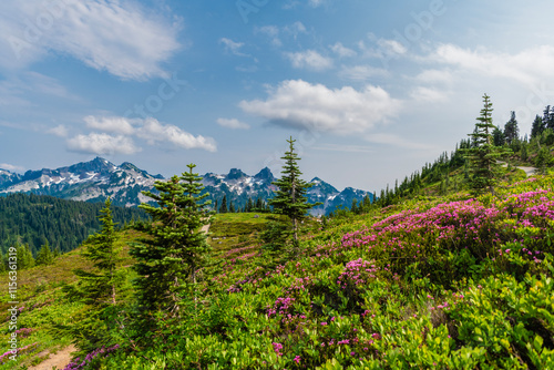 Tahoma mountain landscape with forest. Mount Rainier mountain landscape. Forest nature. Nature in mountain countryside. Scenery landscape of mountain. Scenery autumn countryside. Serene meadow photo