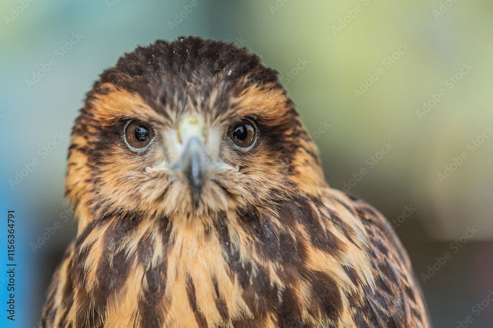 Obraz premium Close-up of the head of a Harris eagle