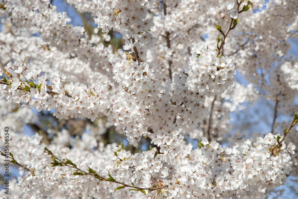 Cherry blossoms in full bloom in the city park in spring. High Park, Toronto. Cherry blossoms in full bloom in the city park in spring. High Park, Toronto.