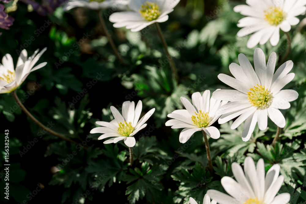 White Anemone Blanda Flowers Blooming Among Greenery White Anemone Blanda Flowers Blooming Among Greenery
