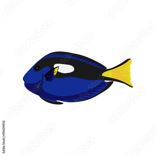 vector drawing tropical fish, regal tang, palette surgeonfish, Paracanthurus hepatus isolated at white background, hand drawn illustration photo