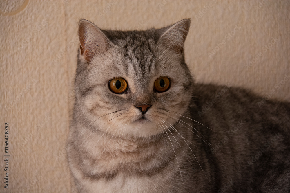 Beautiful gray British cat with amber eyes on a background of light wallpaper Beautiful gray British cat with amber eyes on a background of light wallpaper