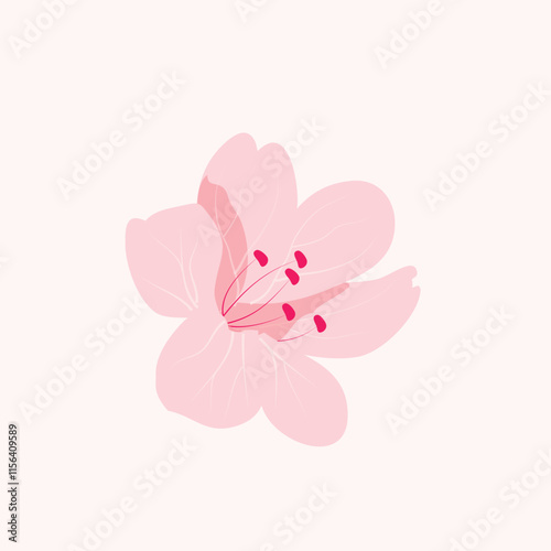 Pink sakura cherry flower blossoming, isolated on pink background