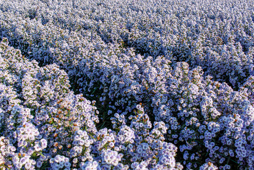 Purple margaret flower blossom field close up, nature background
