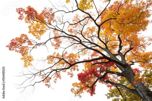 A close-up of a tree’s crown with fiery red and orange leaves, capturing the vibrancy of autumn against the starkness of its branches, isolated on a transparent background photo