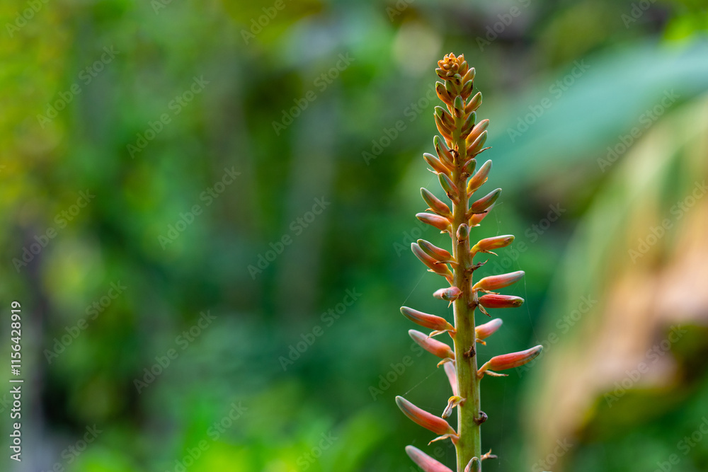 The alovera flower is red pink color. Aloevera is a herb The alovera flower is red pink color. Aloevera is a herb