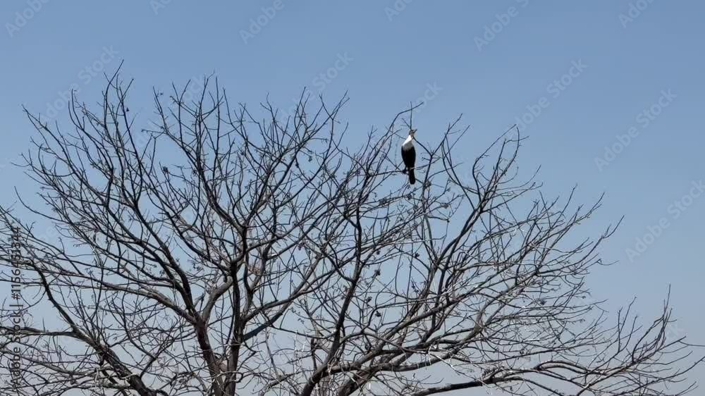 Cormorant sitting on a treetop and observing the surroundings in Liwonde National Park. Malawi. Cormorant sitting on a treetop and observing the surroundings in Liwonde National Park. Malawi.