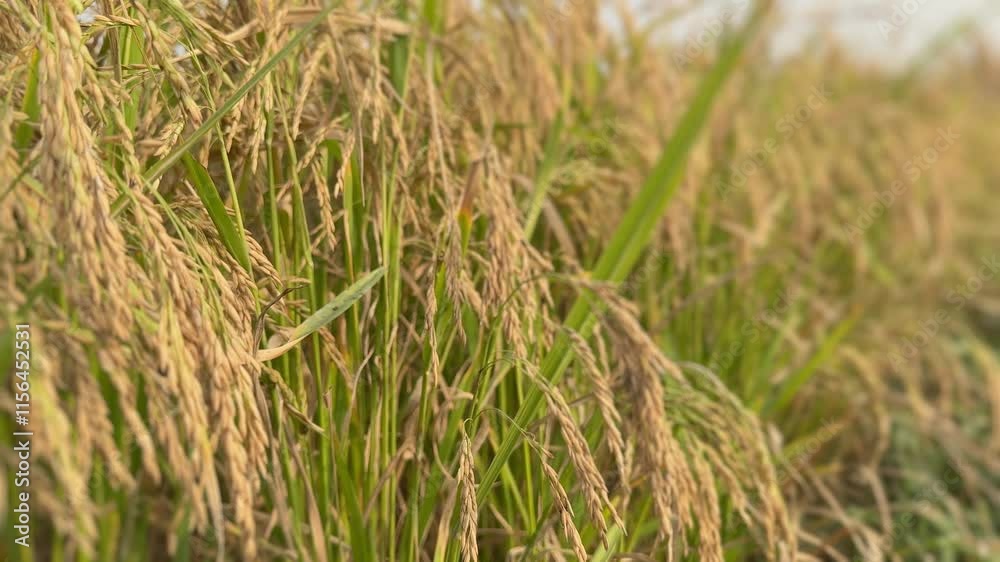 camera pushing through Ripe golden crop of rice in the rice paddy camera pushing through Ripe golden crop of rice in the rice paddy