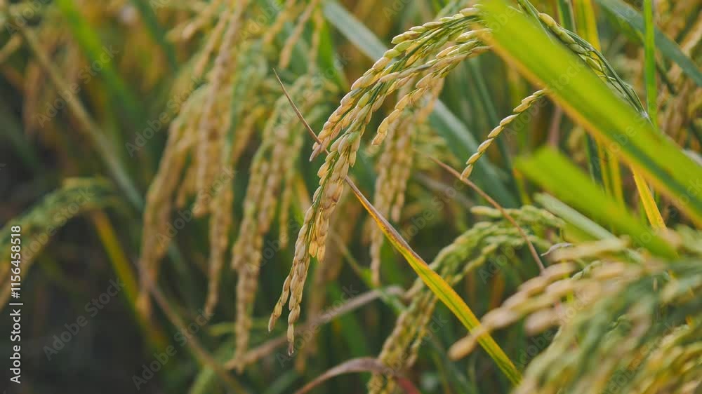 rice paddy swaying with the gush of wind in the rice field, rice paddy swaying with the gush of wind in the rice field,