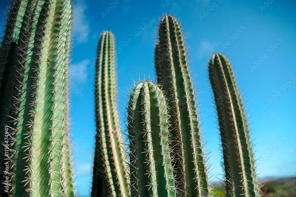 Cactus in Aruba Cactus in Aruba