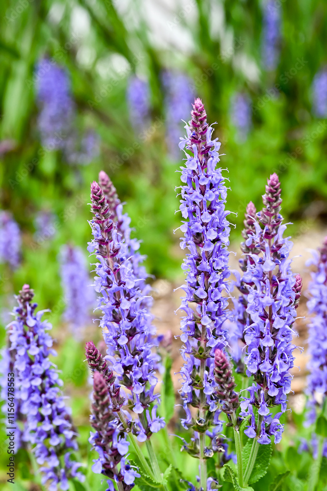 Naklejka premium Beautiful woodland sage (Salvia nemorosa Blauhügel) flowers.