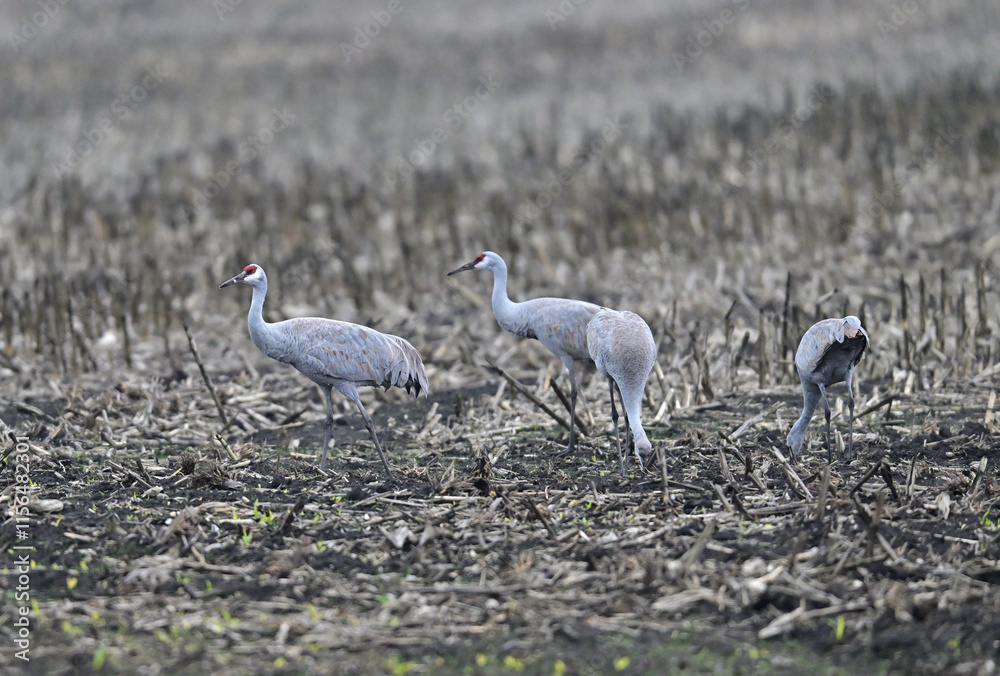 Sandhill Crane aka Grus canadensis feeding on grain field Sandhill Crane aka Grus canadensis feeding on grain field