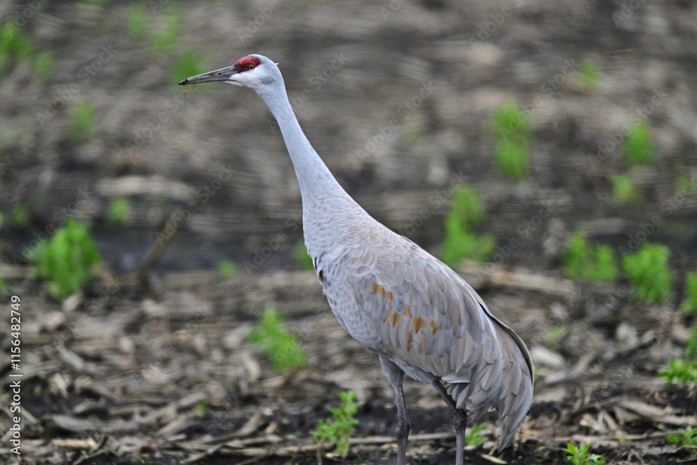 Naklejka premium Sandhill Crane aka Grus canadensis feeding on grain field
