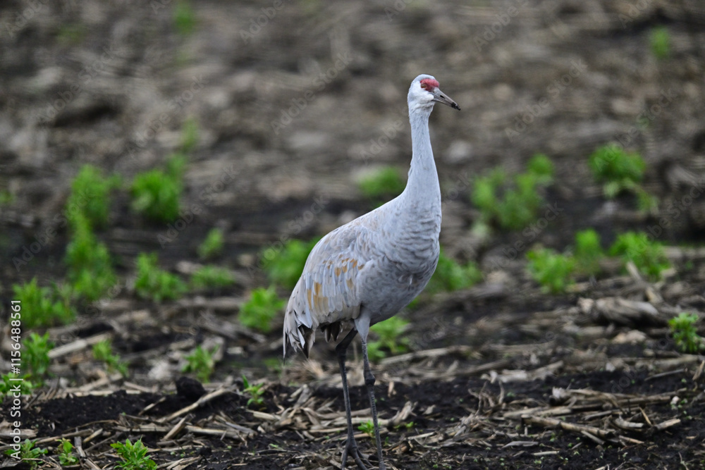 Fototapeta premium Sandhill Crane aka Grus canadensis feeding on grain field