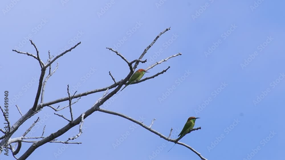 A yellow bird sits on a branch. Beautiful bird landscape perched on a dead branch on an empty blue sky background. A yellow bird sits on a branch. Beautiful bird landscape perched on a dead branch on an empty blue sky background.