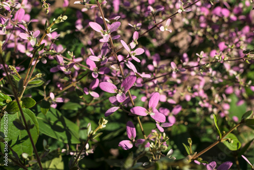 Wallpaper Mural Pink flowers branch, Congea tomentosa is a large tropical evergreen vine, commonly referred to as wooly congea, shower orchid, or shower of orchid. Nature background. Torontodigital.ca