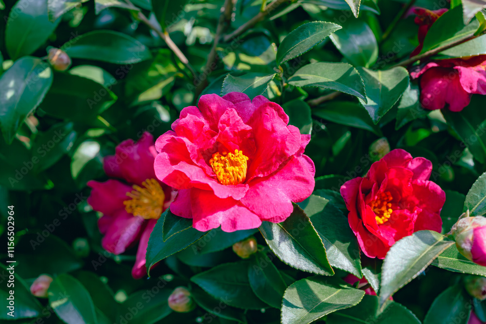 赤いツバキの花 クローズアップ 赤いツバキの花 クローズアップ