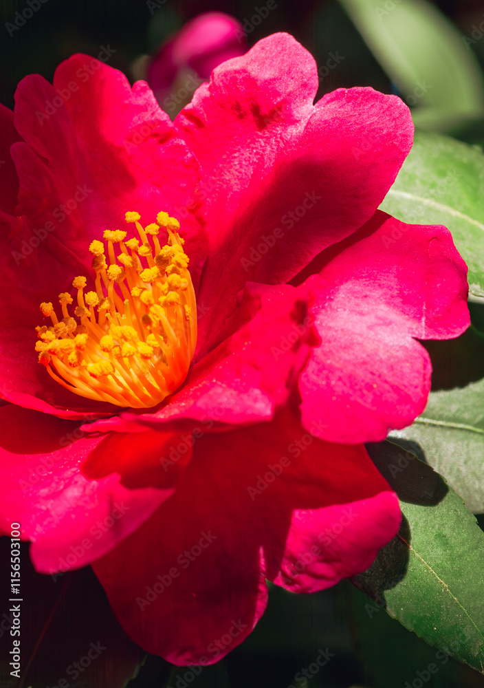 赤いツバキの花　クローズアップ