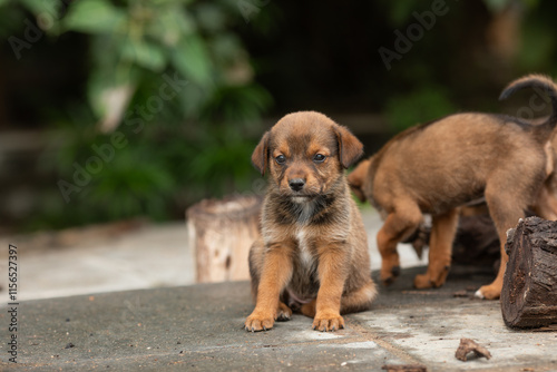 Indian Puppies photo