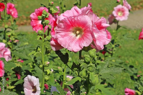 Common hollyhock pink flowers (Alcea rosea) in a garden