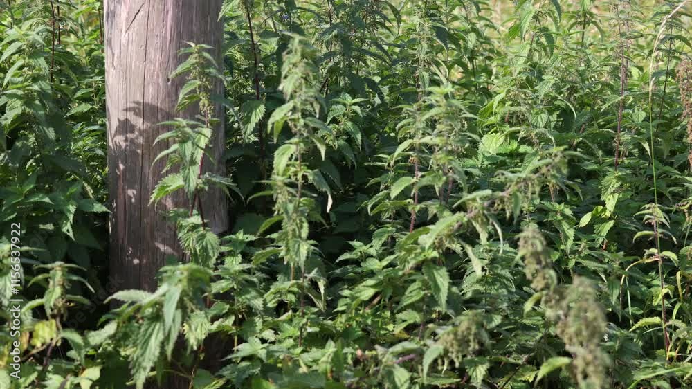 Green nettle leaves in summer light: wild nature Green nettle leaves in summer light: wild nature