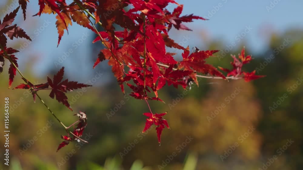 Close up of red maple leaf tree with background blur Close up of red maple leaf tree with background blur